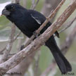 Cuban Bullfinch range map