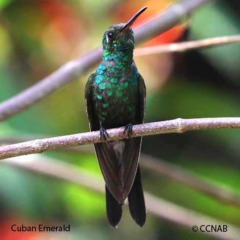 Cuban Emerald