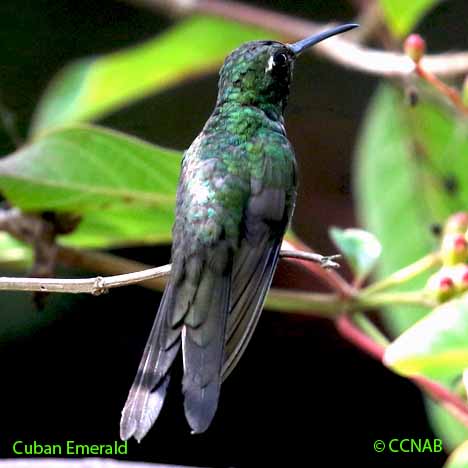 Cuban Emerald