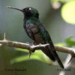 Cuban Emerald