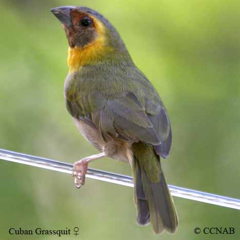 Cuban Grassquit