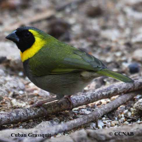 Birds of North America