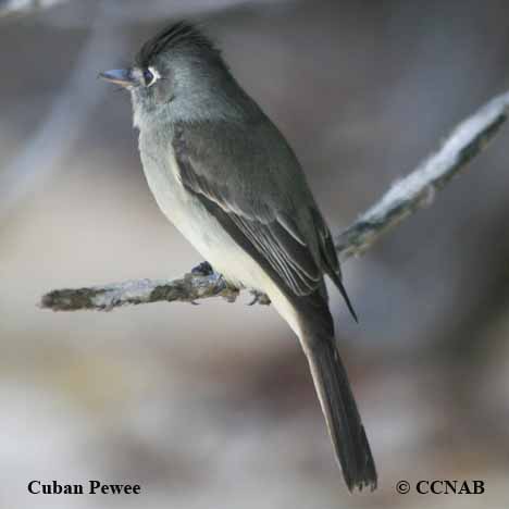 Cuban Pewee