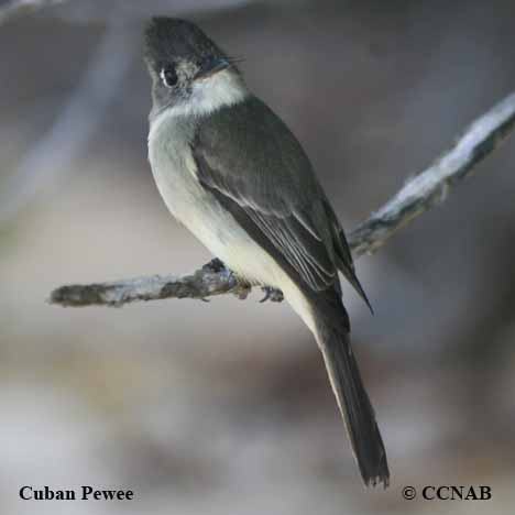 Cuban Pewee