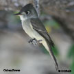 Cuban Pewee range map