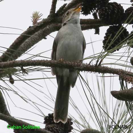 Cuban Solitaire