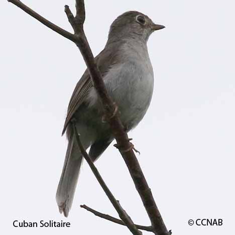 Cuban Solitaire