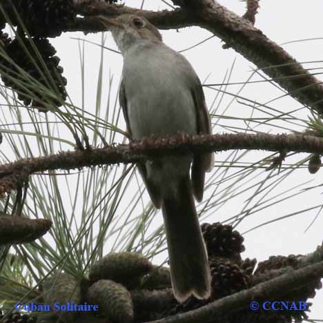 Birds of North America