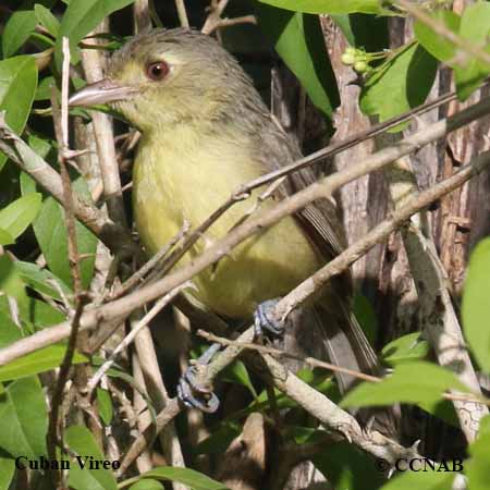 Cuban Vireo