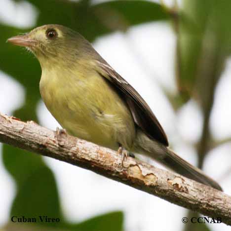 Cuban Vireo