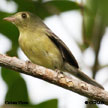 Cuban Vireo range map