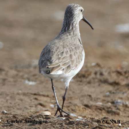 Curlew Sandpiper