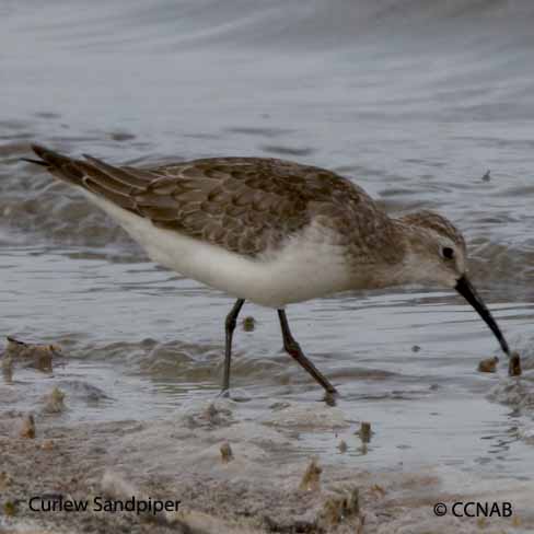 Curlew Sandpiper