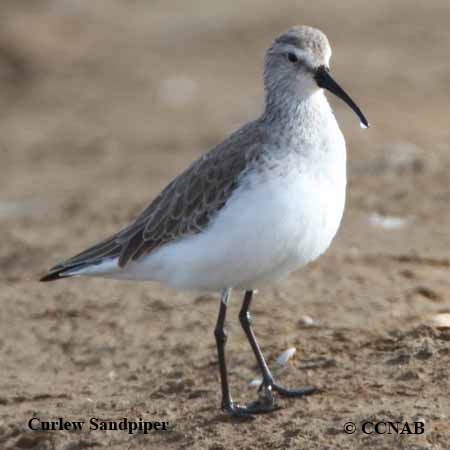 Curlew Sandpiper