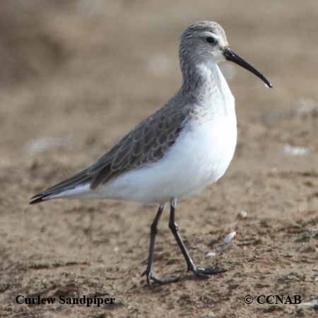 Curlew Sandpiper