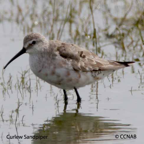 Curlew Sandpiper