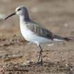 Curlew Sandpiper