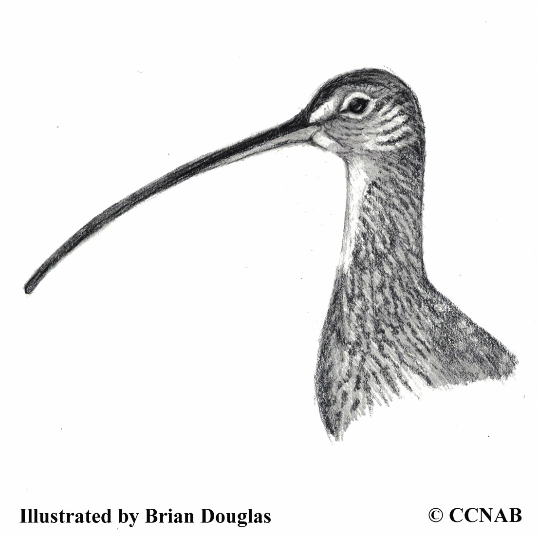 Curlews