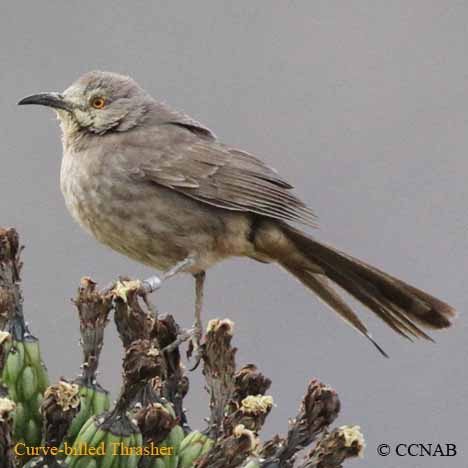 Curve-billed Thrasher