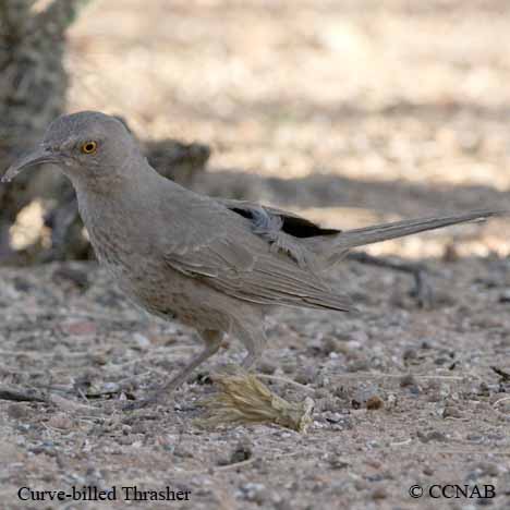 Birds of North America