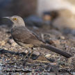 Curve-billed Thrasher