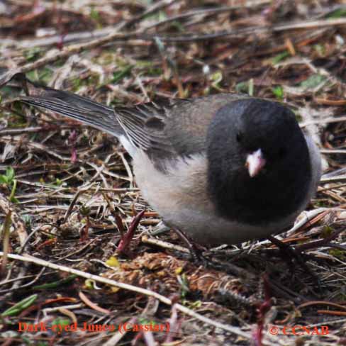 Dark-eyed Junco (Cassiar)