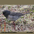 Dark-eyed Junco (Cassiar)