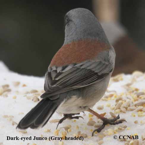 Dark-eyed Junco (Gray-headed)