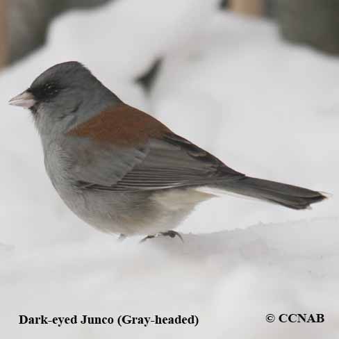 Dark-eyed Junco (Gray-headed)