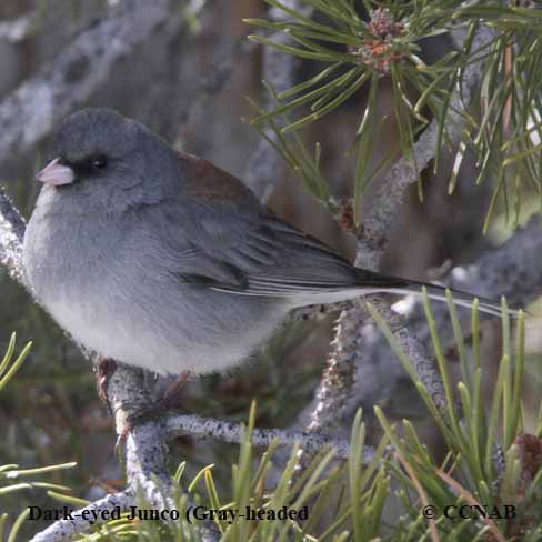 Dark-eyed Junco (Gray-headed)