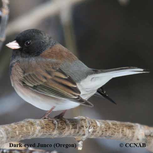 Dark-eyed Junco (Oregon)