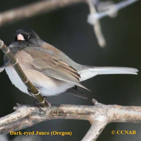 Dark-eyed Junco (Oregon)