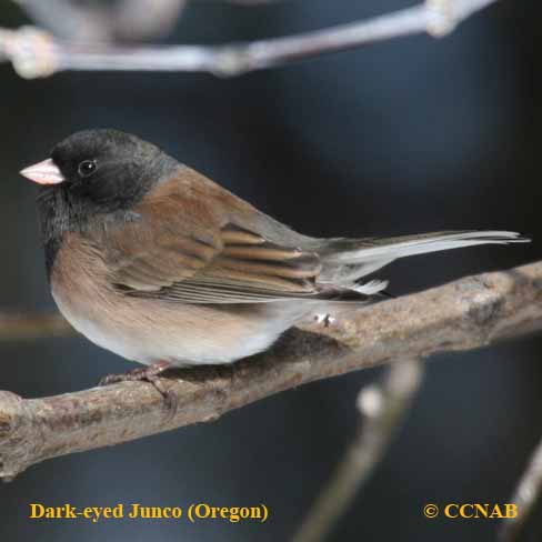 Birds of North America