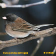 Dark-eyed Junco (Oregon)