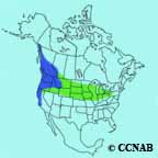 Dark-eyed Junco (Oregon) range map