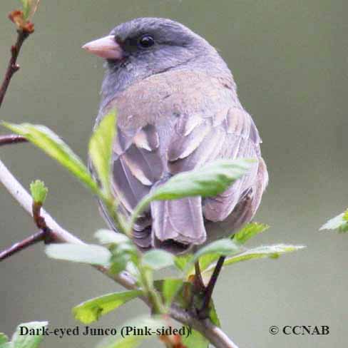 Dark-eyed Junco (Pink-sided)