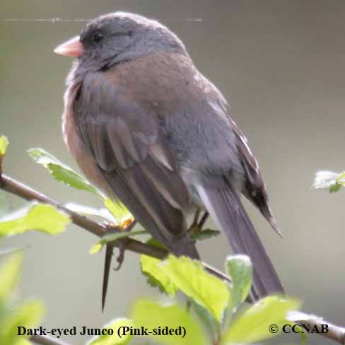 Dark-eyed Junco (Pink-sided)