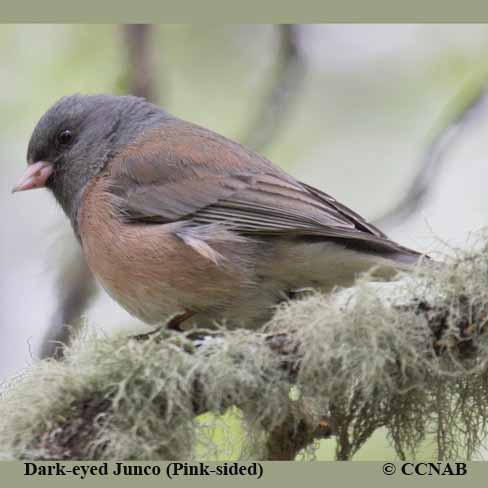 Dark-eyed Junco (Pink-sided)