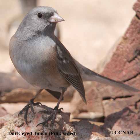 Dark-eyed Junco (Pink-sided)