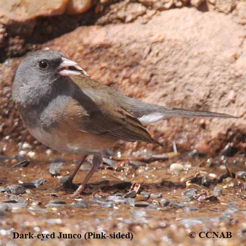 Dark-eyed Junco (Pink-sided)