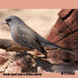 Dark-eyed Junco (Pink-sided)