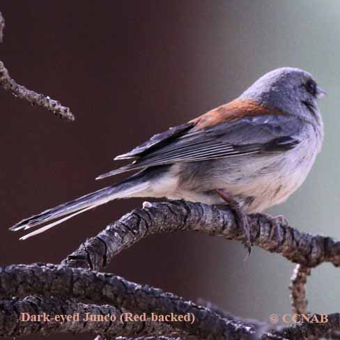 Dark-eyed Junco (Red-backed)