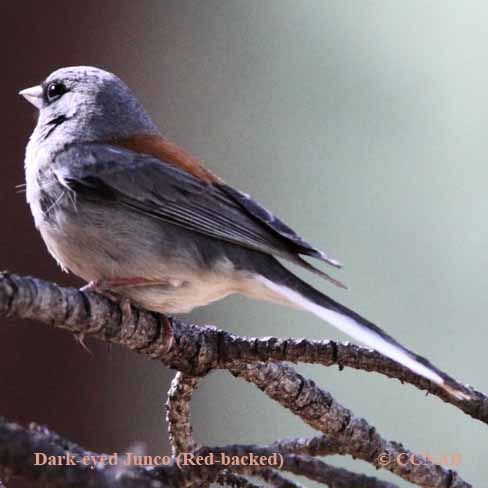 Dark-eyed Junco (Red-backed)