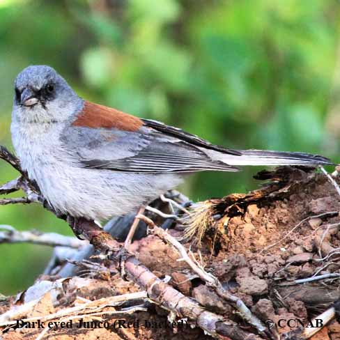 Dark-eyed Junco (Red-backed)