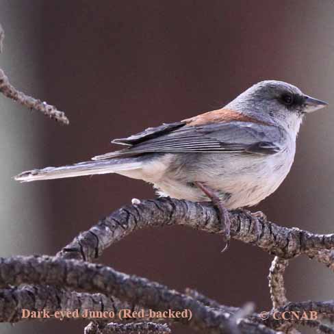 Dark-eyed Junco (Red-backed)