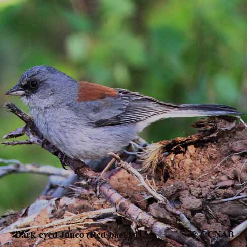 Birds of North America