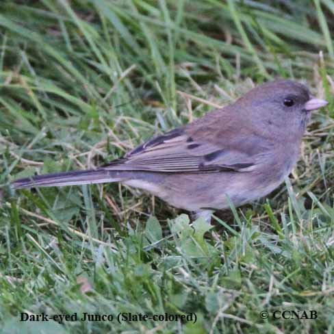 Dark-eyed Junco (Slate-colored)