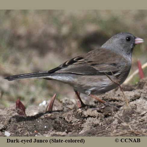 Dark-eyed Junco (Slate-colored)