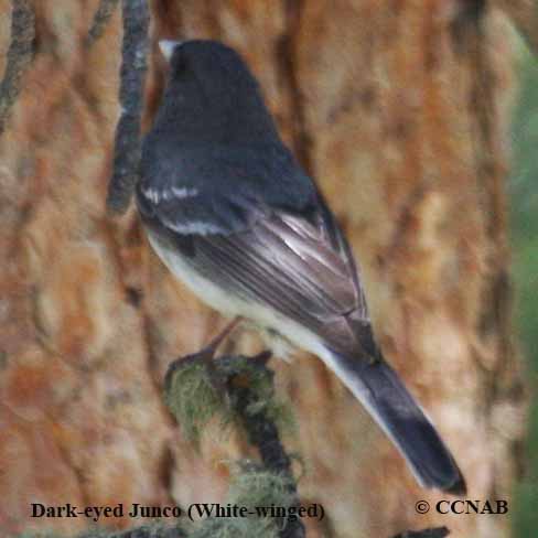 Dark-eyed Junco (White-winged)