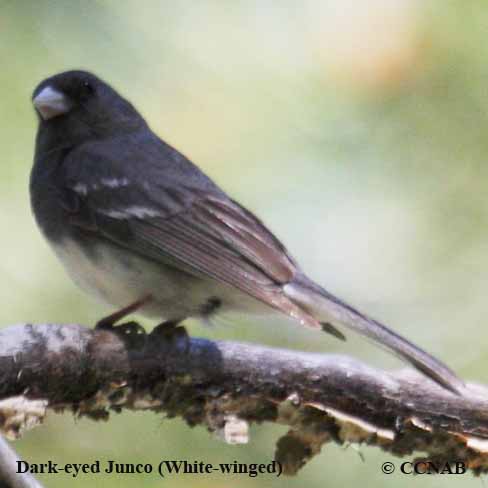 Dark-eyed Junco (White-winged)